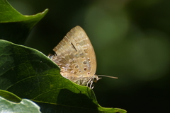 Arhopala eupolis