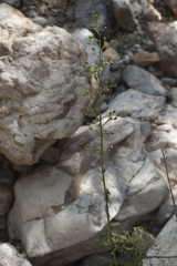 Scrophularia vvedenskyi