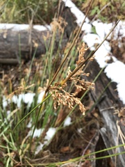 Juncus acuminatus