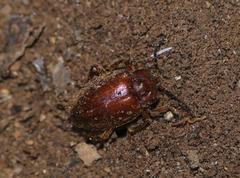 Epipocinae