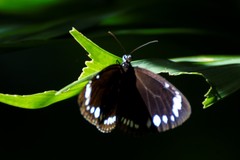 Euploea darchia