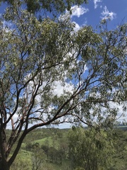 Corymbia erythrophloia