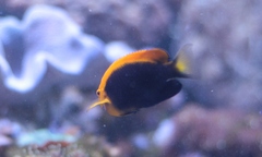 Centropyge acanthops