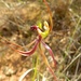 Small Mantis Orchid - Photo (c) Frank Whitlock, some rights reserved (CC BY-NC), uploaded by Frank Whitlock