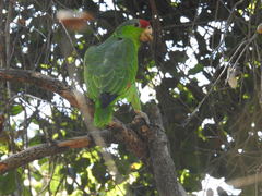 Amazona viridigenalis