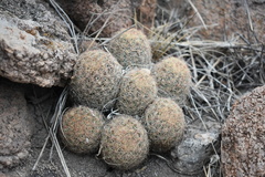 Escobaria chihuahuensis