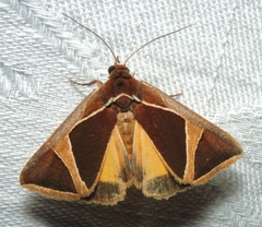 Agamana conjungens