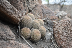 Escobaria chihuahuensis