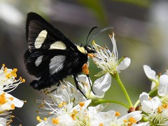 Alypia octomaculata