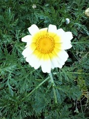 Glebionis coronaria