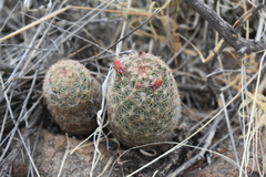 Escobaria chihuahuensis