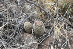 Escobaria chihuahuensis