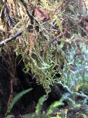 Pseudisothecium myosuroides