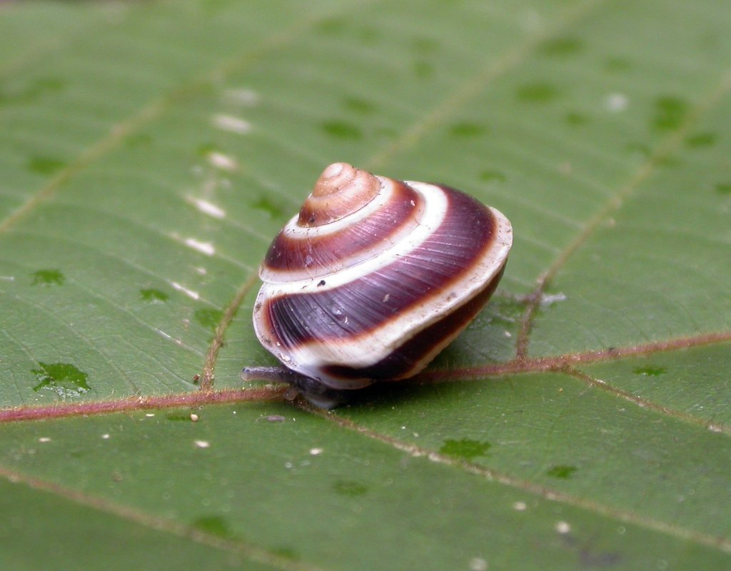 Dendrotrochus