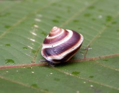 Dendrotrochus helicinoides