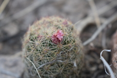 Escobaria chihuahuensis