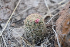 Escobaria chihuahuensis