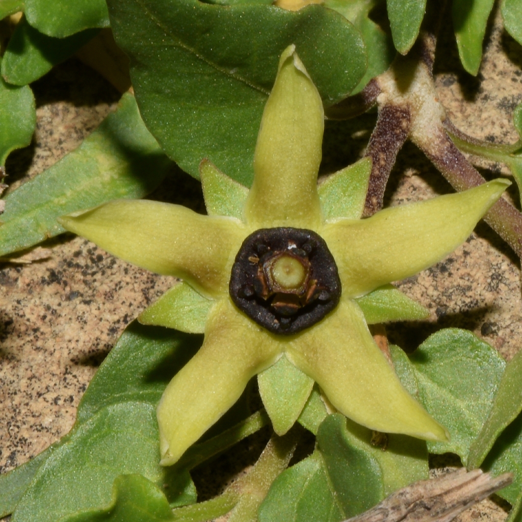 Talayotea
