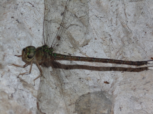 Twilight Darner