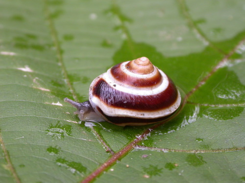 Dendrotrochus observed 2005-02-21