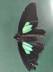 Parides sesostris