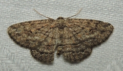 Zermizinga sinuata