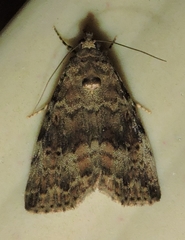 Aucha triphaenoides