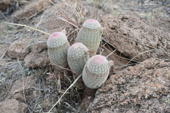 Echinocereus pectinatus rutowiorum
