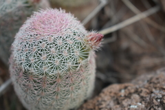 Echinocereus pectinatus rutowiorum
