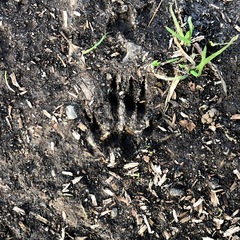 Sciurus carolinensis