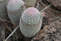 Echinocereus pectinatus rutowiorum