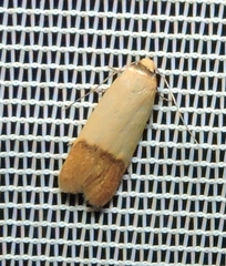 Tachystola stenoptera