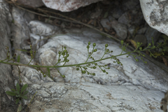 Scrophularia vvedenskyi