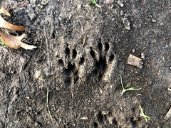 Sciurus carolinensis