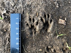 Sciurus carolinensis