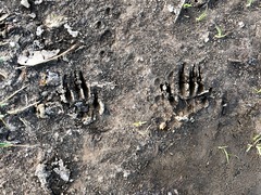 Sciurus carolinensis