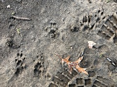 Sciurus carolinensis