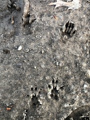 Sciurus carolinensis