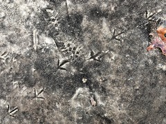 Columba livia domestica