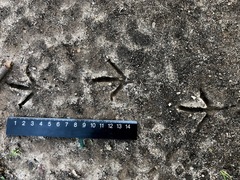 Columba livia domestica