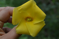 Rauvolfioideae