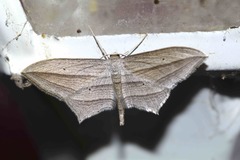 Arcobara multilineata