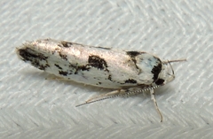Lichenaula calligrapha