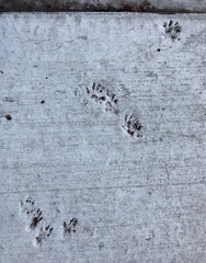 Sciurus carolinensis