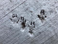 Sciurus carolinensis