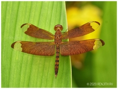 Neurothemis fulvia