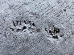 Sciurus carolinensis