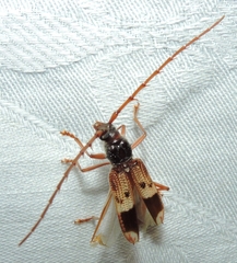 Phoracantha recurva