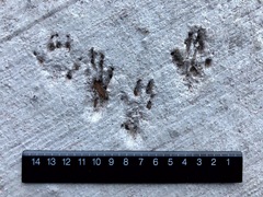 Sciurus carolinensis