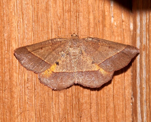 Yellow-washed Metarranthis Moth photo 6